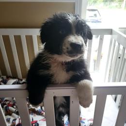 AKC champion bl Pink collar- Tri color - Black tri-color female Australian Shepherd puppy in Geneva, Florida from TGIF Doxies