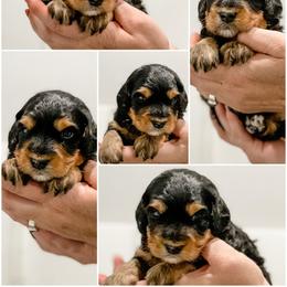 Bernedoodle, Goldendoodle, and Golden Mountain Doodle Puppies from Magic Valley Family Doodles