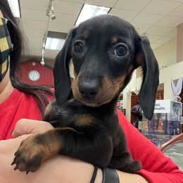Electra - Dachshund