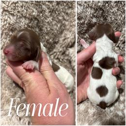 Hershey AKC - Chocolate and tan female Dachshund puppy in Osage, Oklahoma from Vandruff Creek Mini Dachshunds