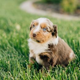 Kit Kat - Red merle female Miniature Australian Shepherd puppy in Enoch, Utah from Twisted H Aussies