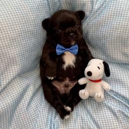Charlie Brown - Liver and white male Shih Tzu puppy in Springboro, Ohio from Shih Tzus of Springboro LLC.