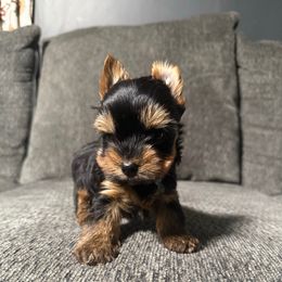 Weazel's Boy - Black and tan male Yorkshire Terrier puppy in Boone, North Carolina from Coffeycup Yorkies