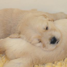 Golden Retriever Puppies from Scion Golden Retrievers