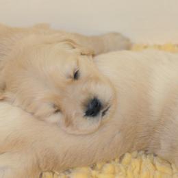 Golden Retriever Puppies from Scion Golden Retrievers