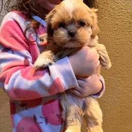 Tucker - Cream and white male Shih Tzu puppy in Running Springs, California from Amanda's Shih Tzus
