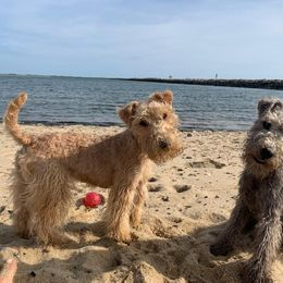 Giant Schnauzer and Lakeland Terrier Puppies from Lazy VL Lakelands