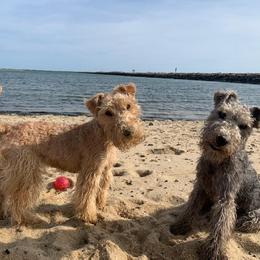 Giant Schnauzer and Lakeland Terrier Puppies from Lazy VL Lakelands