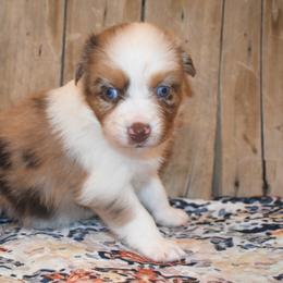 GRACE - Red merle female Australian Shepherd puppy in San Tan Valley, Arizona from Mott Ranch - Blazin' Sun Aussies