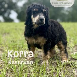 Korra - Phantom female Poodle puppy in Jacksonville, Florida from Creek Side Kennels