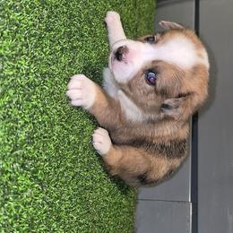 Liberty - Red merle female Toy Australian Shepherd puppy in Humansville, Missouri from Tater Tot aussies