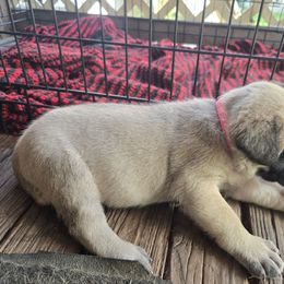 Pink - Fawn female Mastiff puppy in Uhrichsville, Ohio from Angela's Mastiffs