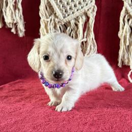 Bridget - Cream female Dachshund puppy in Lincoln, Arkansas from Red Dirt Dachshunds