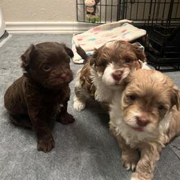 Chocolate White Markings Male - Chocolate male Havanese puppy in Monahans, Texas from Homeward Havanese, LLC