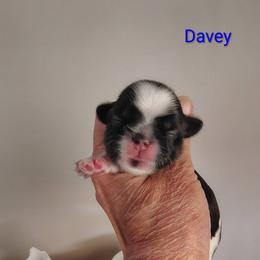 Davey - Red and white male Shih Tzu puppy in Palmyra, New York from Karen's Tzus of Palmyra-Macedon