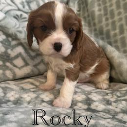 Cavalier King Charles Spaniel Puppies from The Cozy Cavaliers