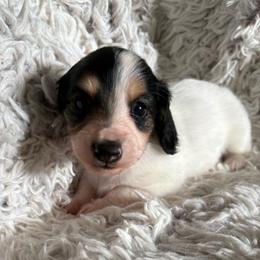 Boy 1 - Piebald male Dachshund puppy in Hindsville, Arkansas from Okie Dokie Doxie