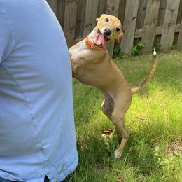 Italian Greyhound Puppies from Iggies of Azalea