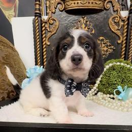 Domino - Blue and tan male Dachshund puppy in Collins, Georgia from Liberty Longhair Dachshunds