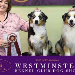 Miniature American Shepherds from NW Aloha Miniature American Shepherds