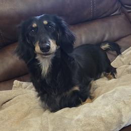 Sophie - Black and cream female Dachshund puppy in Newalla, Oklahoma from Roughstock Border Collies and Dachshunds