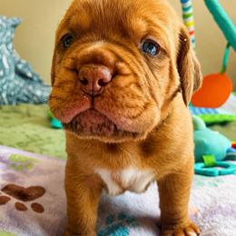 Green collar girl - Fawn female Dogue de Bordeaux puppy in Folsom, California from Santacera Dogue de Bordeaux