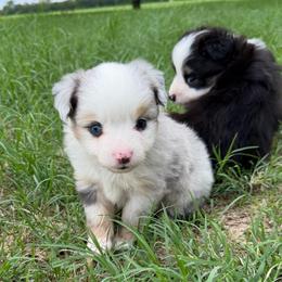 Strawberry - Blue merle female Toy Australian Shepherd puppy in Mineral Wells, Texas from Five G Toy Aussies
