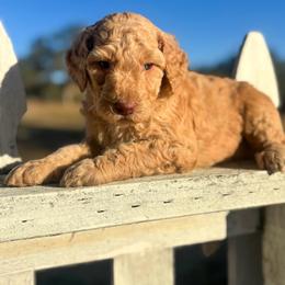 Grace - Apricot female Goldendoodle puppy in Waterford, California from Alvdoodles