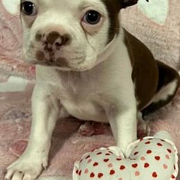 Boston Terrier Puppies from Heather's Boston Babies