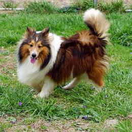 Whiskey - Shetland Sheepdog