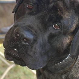 Mastiffs from Braveheart Mastiffs