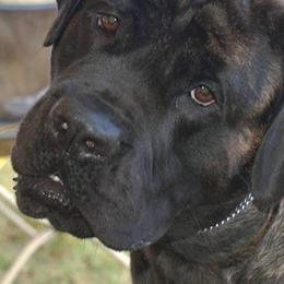 Mastiffs from Braveheart Mastiffs