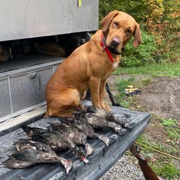 Labrador Retriever All Grown Up from Greenwing Kennel