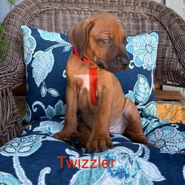 Twizzler - Rd whtn blk nose male Rhodesian Ridgeback puppy in Arcadia, Oklahoma from Ahyoka Rhodesian Ridgebacks