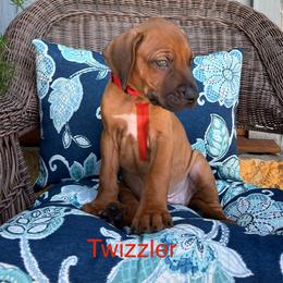 Twizzler - Rd whtn blk nose male Rhodesian Ridgeback puppy in Arcadia, Oklahoma from Ahyoka Rhodesian Ridgebacks
