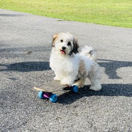 ChaCha - Gold sable female Havanese puppy in Milford, New Jersey from Wyndward Havanese