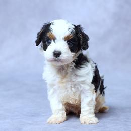 Flip - Tri-color male Cavapoo puppy in Apple Creek, Ohio from Grandeur Valley Puppies