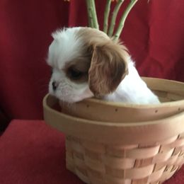 Cavalier King Charles Spaniel Puppies from Christina’s Cavaliers
