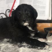 Bordoodles from Pleasant Valley Homestead WI