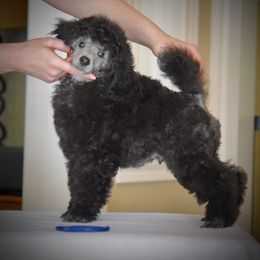 Poodle Puppies from Zoelle Poodles