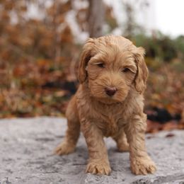 Red - Caramel female Australian Labradoodle puppy in Williamstown, New York from Lewis Manor Labradoodles