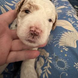 Hamlet - Parti male Goldendoodle puppy in Danville, Virginia from Stella’s Stunning Goldendoodles of VA