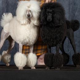 Poodles from Jackalope Poodles