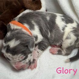 Glory - Harlequin female Great Dane puppy in Weatherford, Texas from Oak Bend Danes
