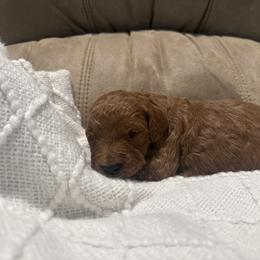 Biggie - Red  male Goldendoodle puppy in Graham, North Carolina from Geise Meadow Doodles