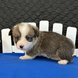 Judith - female Pembroke Welsh Corgi puppy in Hillsboro, Missouri from Crawford Ranch Canines