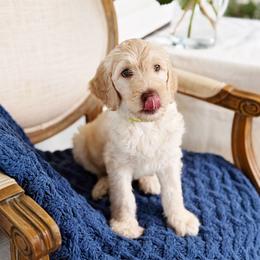 Sam - Cream male Goldendoodle puppy in Nashville, Tennessee from Hilton Doodles