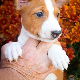 Anakin - Red and white male Basenji puppy in San Diego, California from Triforce Basenjis