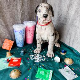 Sawyer - Merle male Great Dane puppy in Climax, Michigan from Beaver Creek Danes