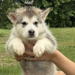 Hail - Gray and white male Alaskan Malamute puppy in Easton, Maryland from Stars Howl-O Kennels by FurEver Friends Inc